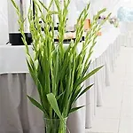 Solei Poznań